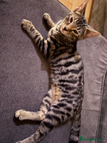 Bengal cats - Advert 1