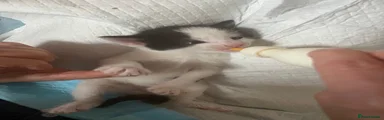 Boy white and black 