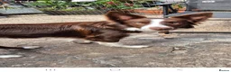 Border Collie dogs for sale: border collie pup  - Advert 1