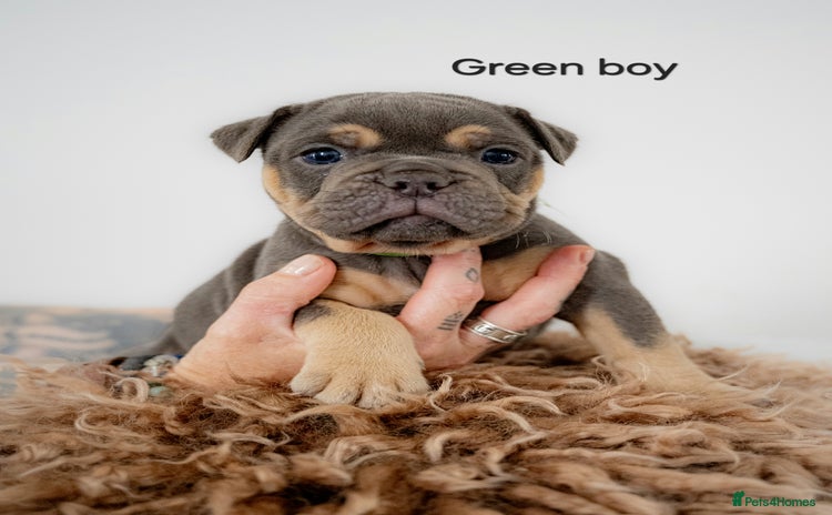 Olde English Bulldogge dogs - Advert 5