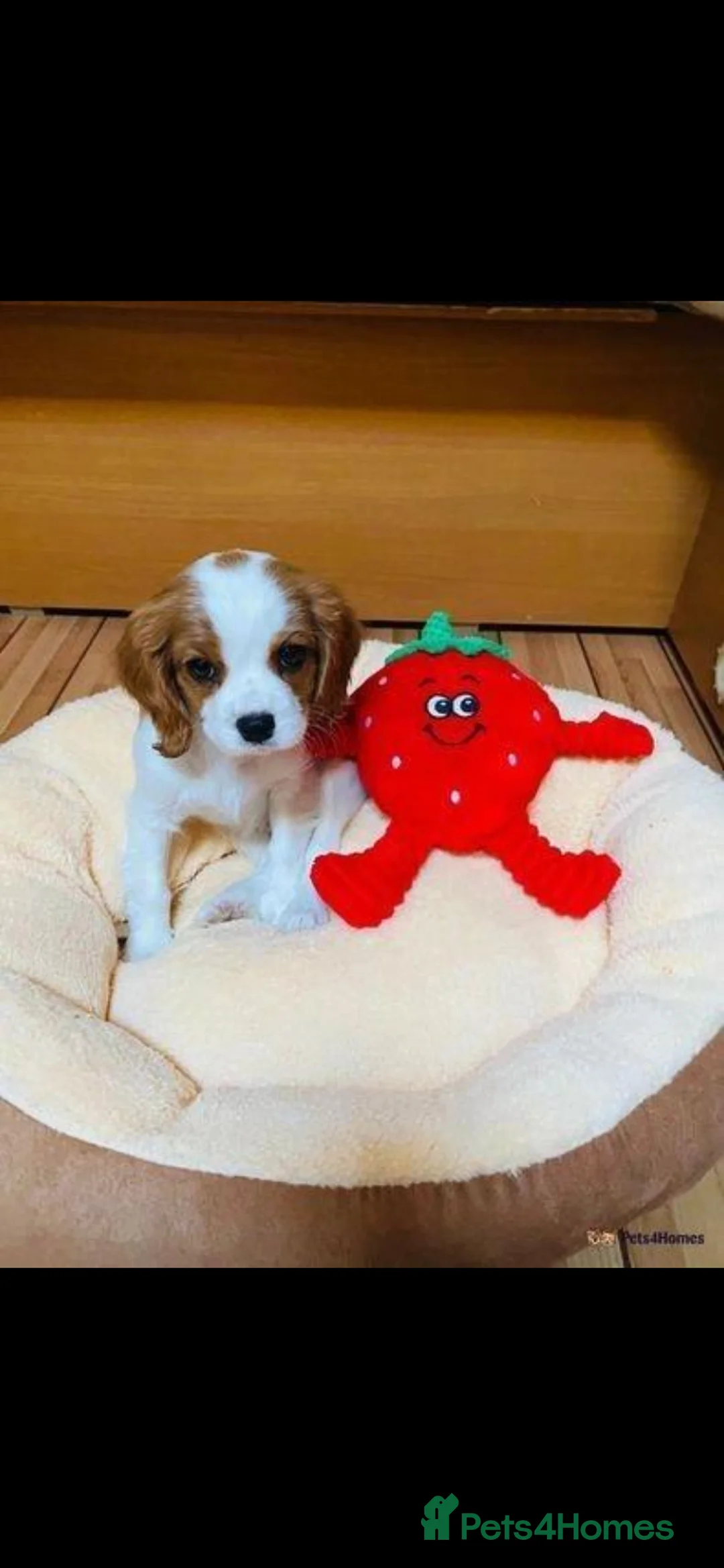 Cavalier King Charles Spaniel dogs for sale: Last girl remaining - Advert 9