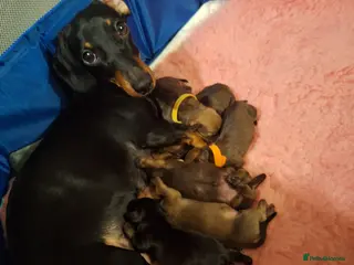 Miniature Dachshund dogs miniature smooth coated dachshunds in Fakenham - Advert 1