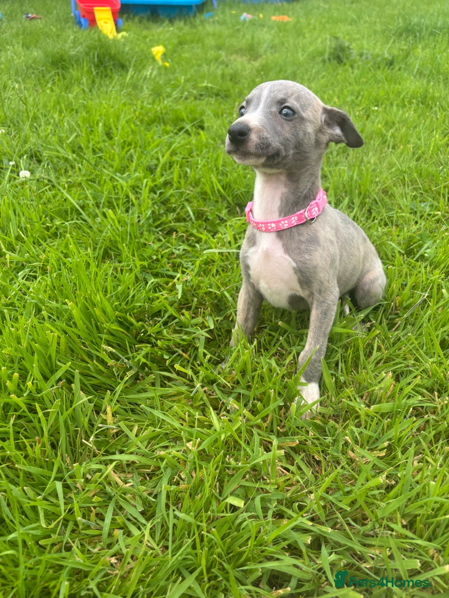Whippet dogs Stunning KC registered whippet puppies - Advert 6
