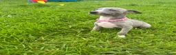 Whippet dogs for sale: Stunning KC registered whippet puppies - Advert 1