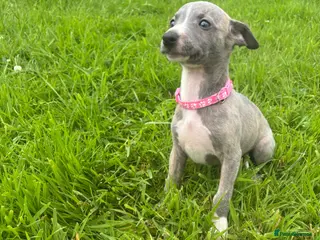 Whippet dogs Stunning KC registered whippet puppies - Advert 1