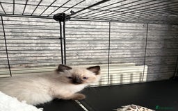 Ragdoll cats for sale: Ragdoll kittens  - Image 7