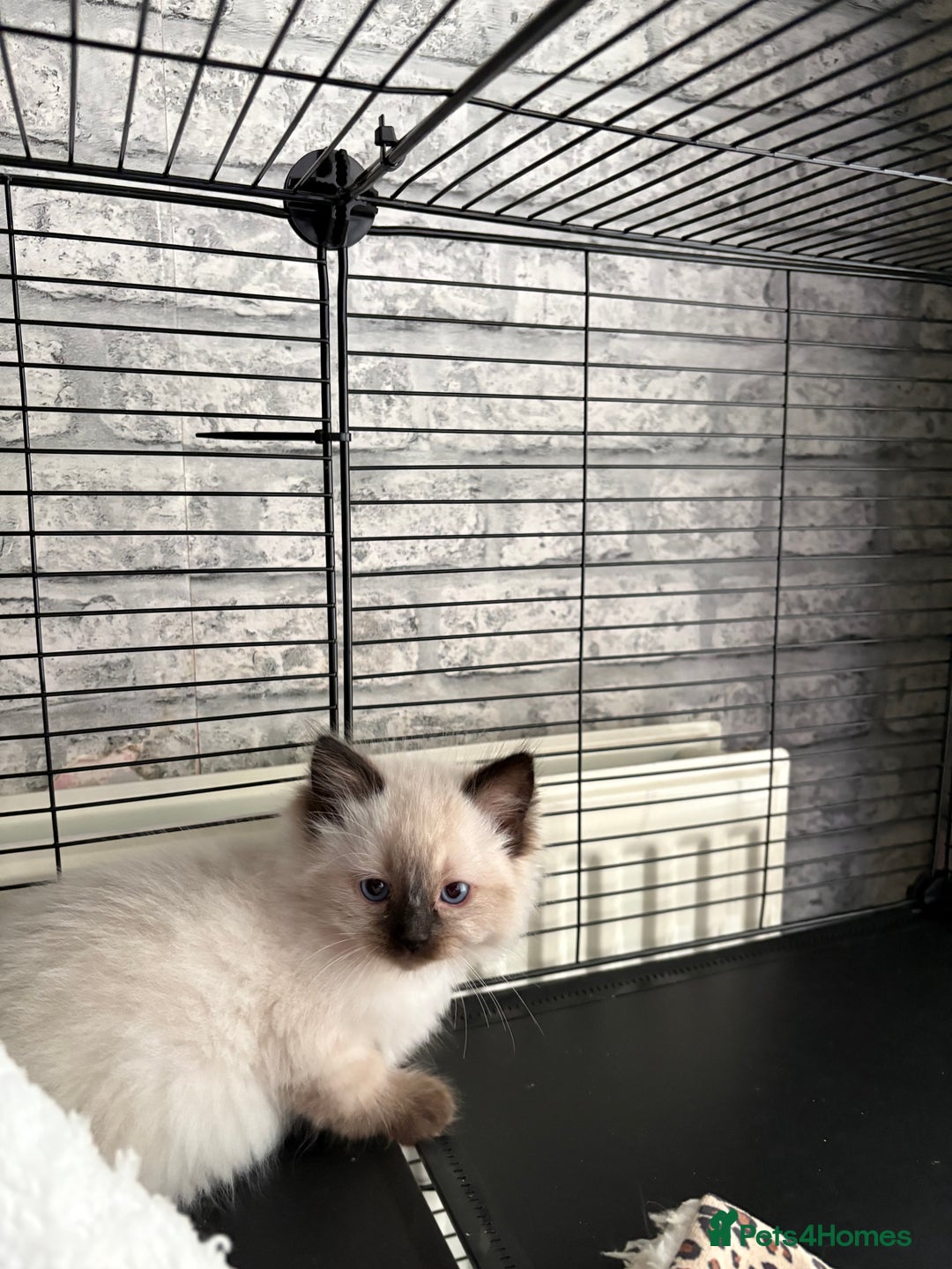 Ragdoll cats for sale: Ragdoll kittens  - Image 7