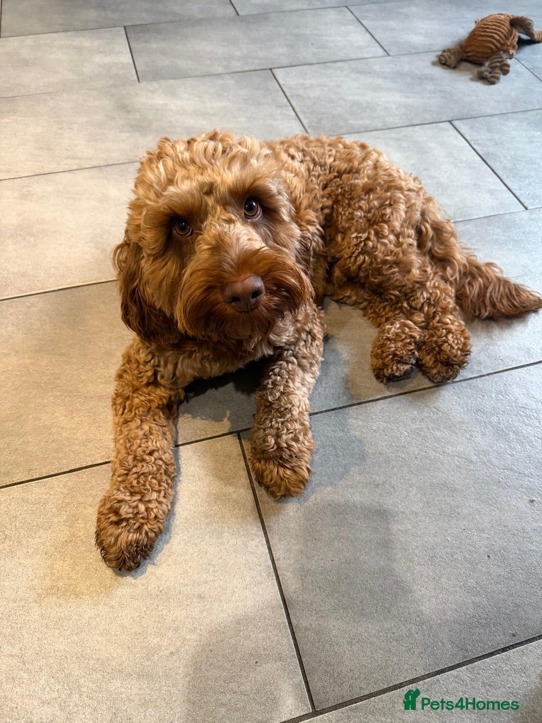 Cockapoo dogs for sale: Stunning Male Cockapoo - Advert 1
