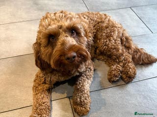 Cockapoo dogs Stunning Male Cockapoo - Advert 2