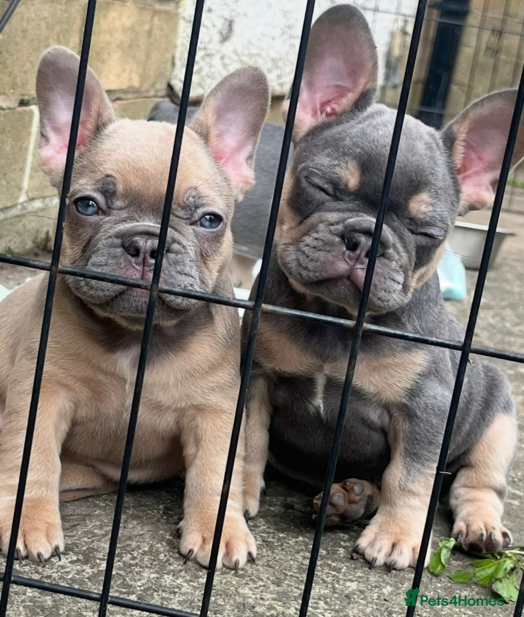 French Bulldog dogs for sale: Beautiful true to type French bulldog pups 3 left  - Image 6