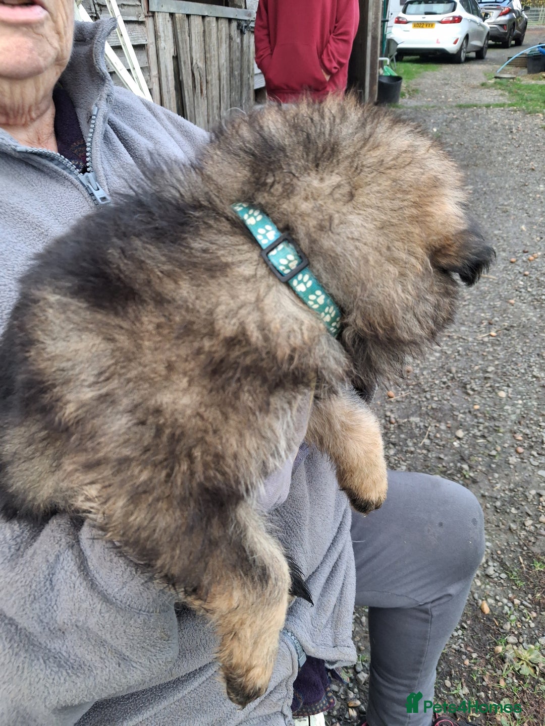 German Shepherd dogs for sale: Super litter of fully registered gsd pups - Advert 13