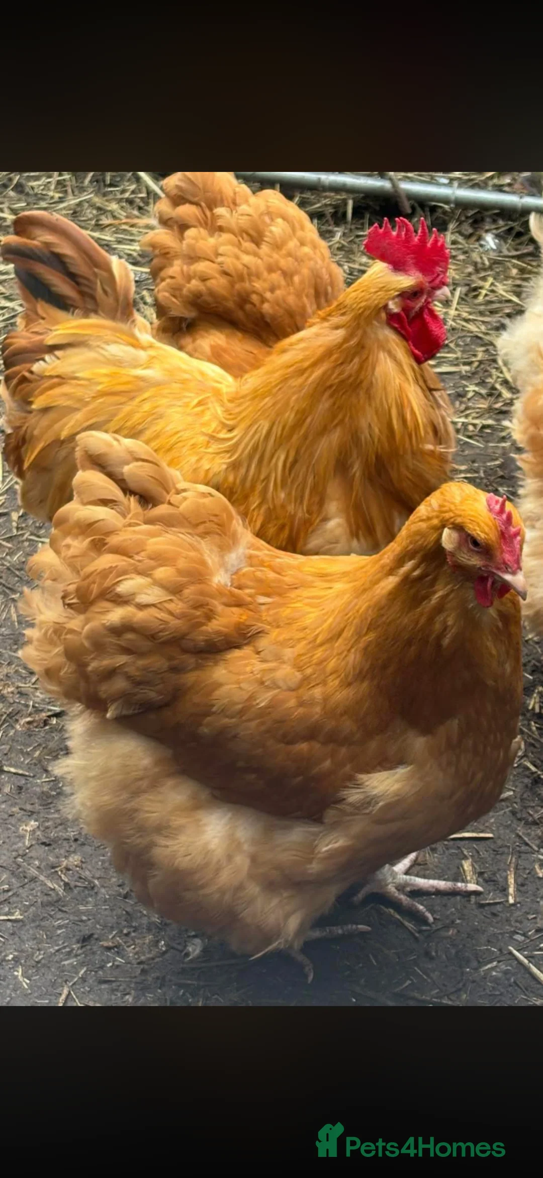 Chickens poultry for sale: Pair buff orpingtons 1 hen 1 cockerel chickens  - Advert 1