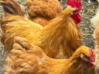 Chickens poultry Pair buff orpingtons 1 hen 1 cockerel chickens - Advert 1
