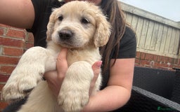 Golden Retriever dogs for sale: Golden retriever X Goldador puppies - Image 22