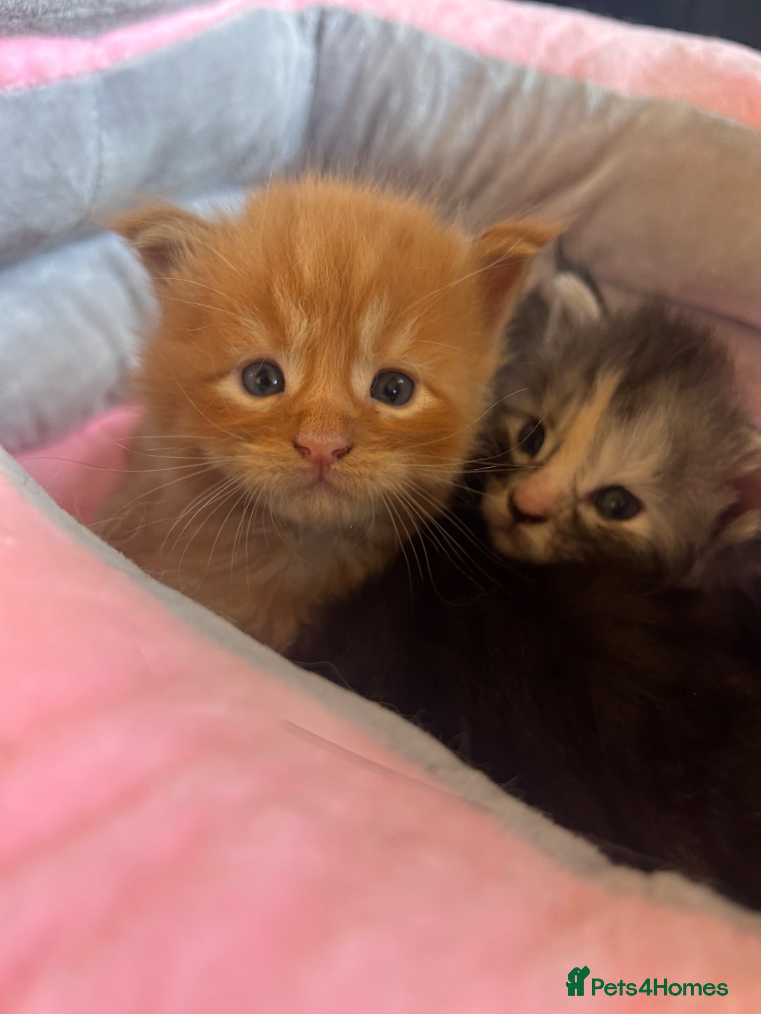 Maine Coon cats for sale: 6 Maine coon kittens for sale  in Brechin - Advert 12