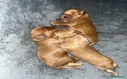 Mixed Breed dogs for sale: Beautiful Goldendoodle cross - Image 5