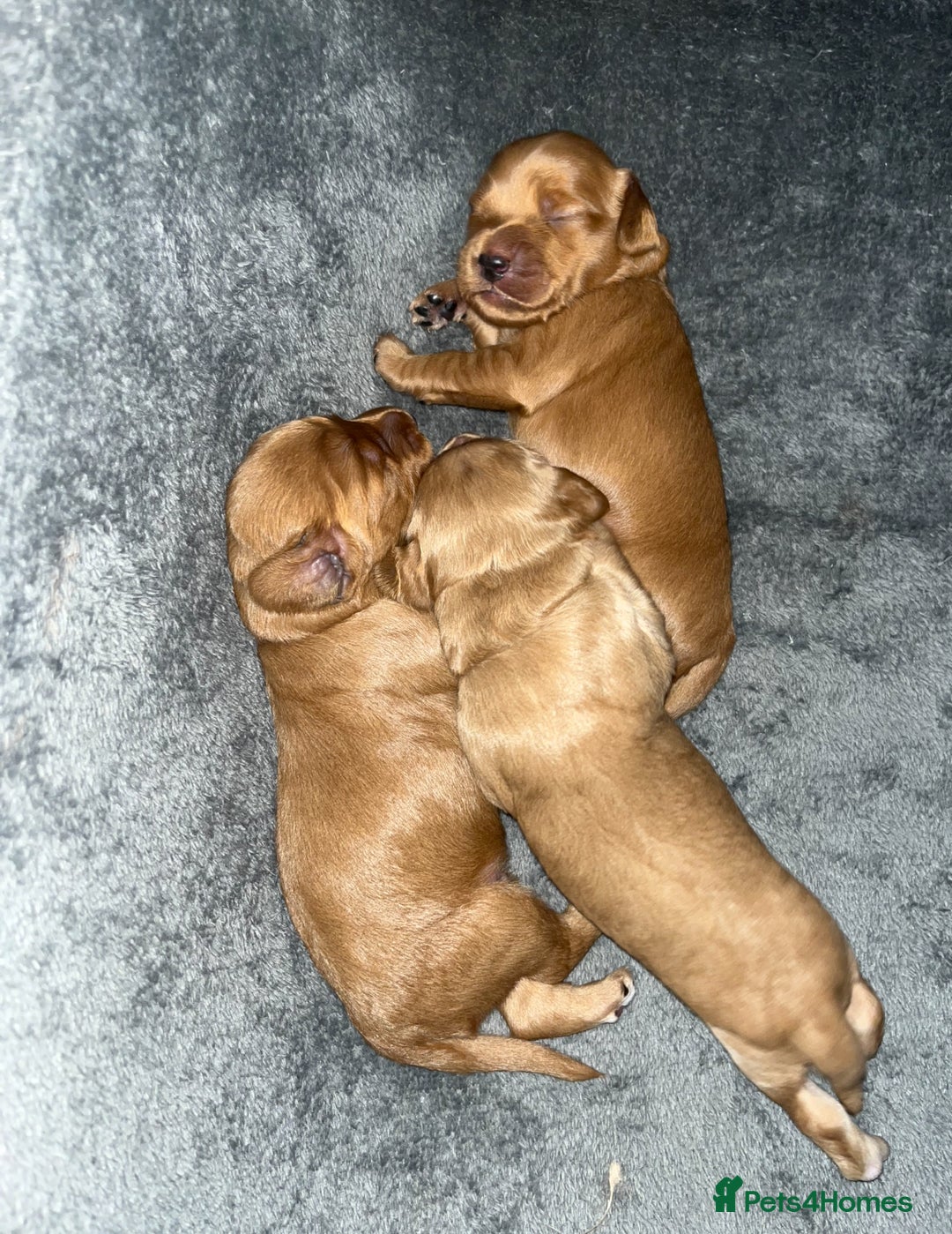 Mixed Breed dogs for sale: Beautiful Goldendoodle cross - Image 5