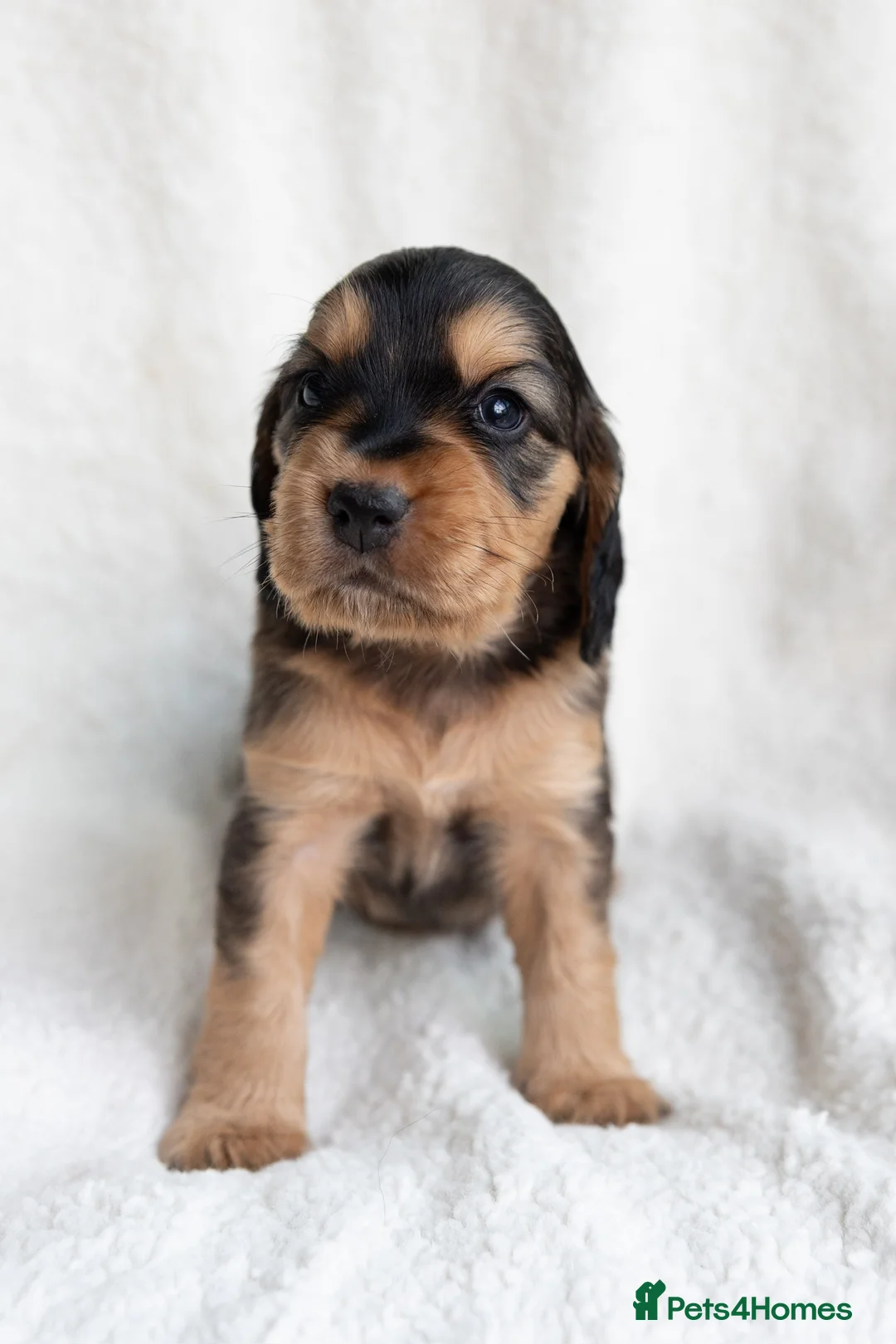 Mixed Breed dogs for sale: Mini Golden retriever ( Dakota sport retriever) - Advert 17