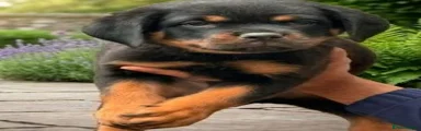 Rottweiler Puppy 3