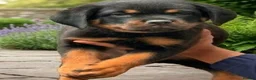 Rottweiler dogs for sale: Top Quality KC Reg Rottweiler Puppies for sale - Advert 3