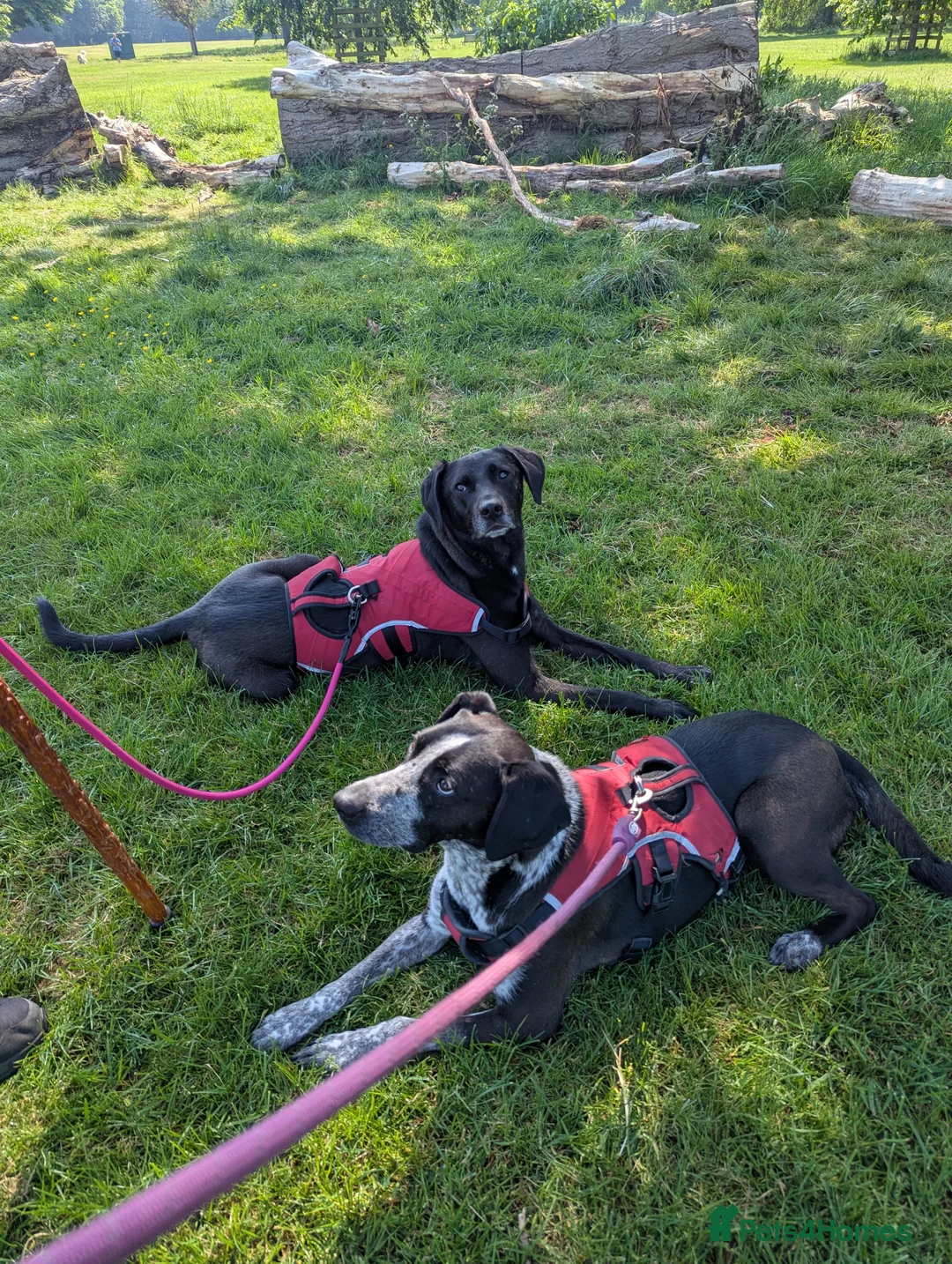 Mixed Breed dogs for adoption: TROOPER in Ashbourne - Advert 10