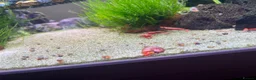 Snails fish for sale: 💗Pink & 🐆Leopard Spotted ramshorn snails in London - Advert 1