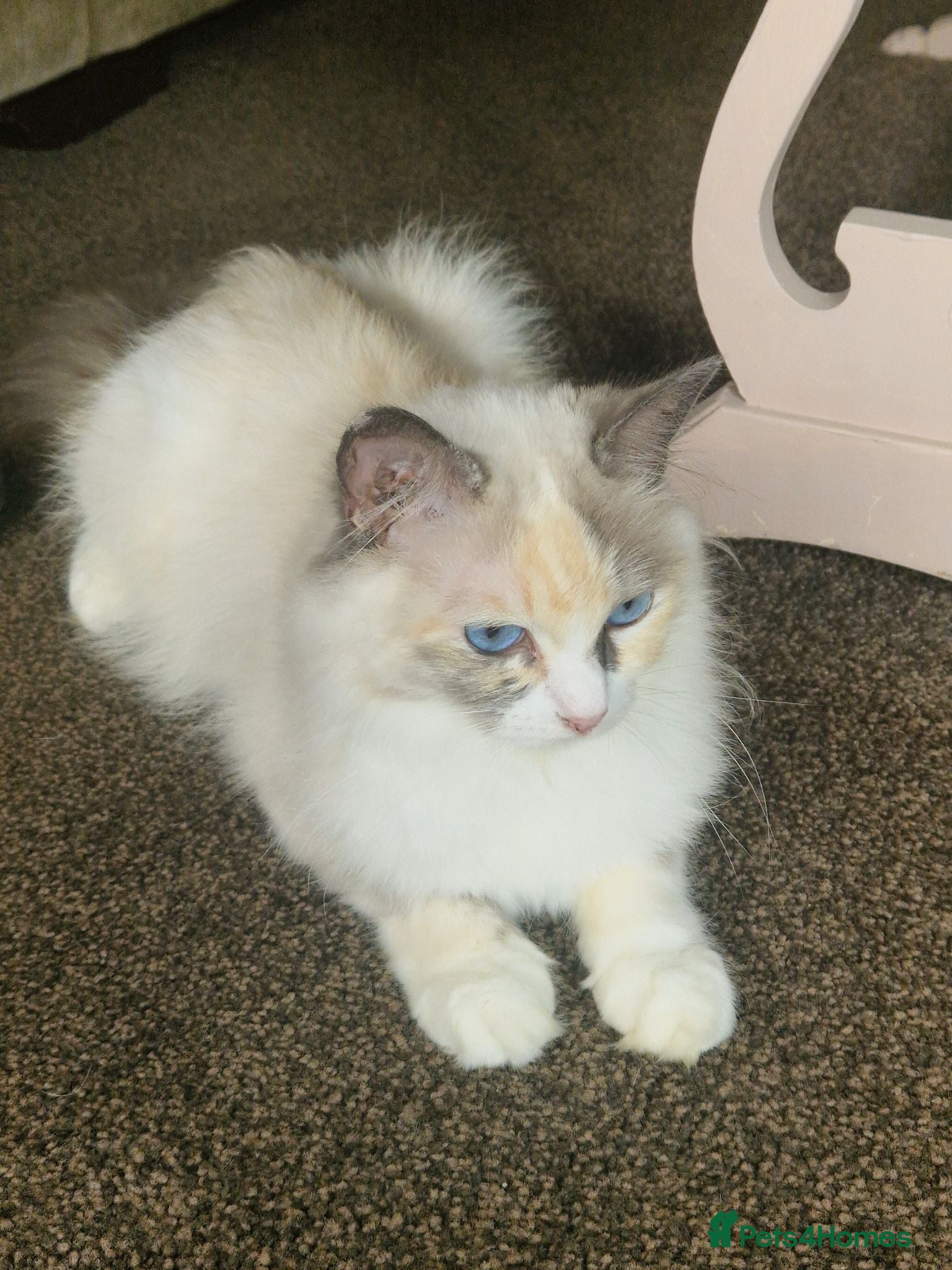Ragdoll cats Ragdoll kitten  - Advert 1