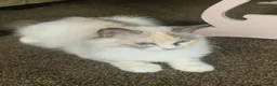 Ragdoll cats for sale: Ragdoll kitten  in Mexborough - Advert 1