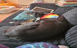 Mixed Breed dogs for sale: meet carly  - Image 3