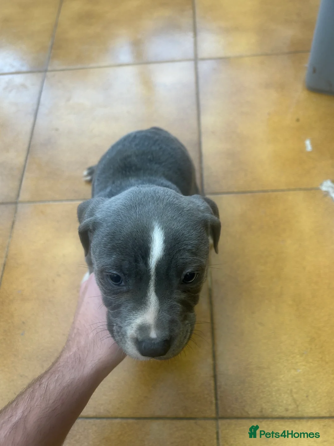 Staffordshire Bull Terrier dogs for sale: Adorable Blue-Eyed Grey Staffordshire Bull Terrier - Advert 21