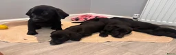 Labrador Retriever dogs for sale: Gorgeous Labradors  in Chelmsford - Advert 18