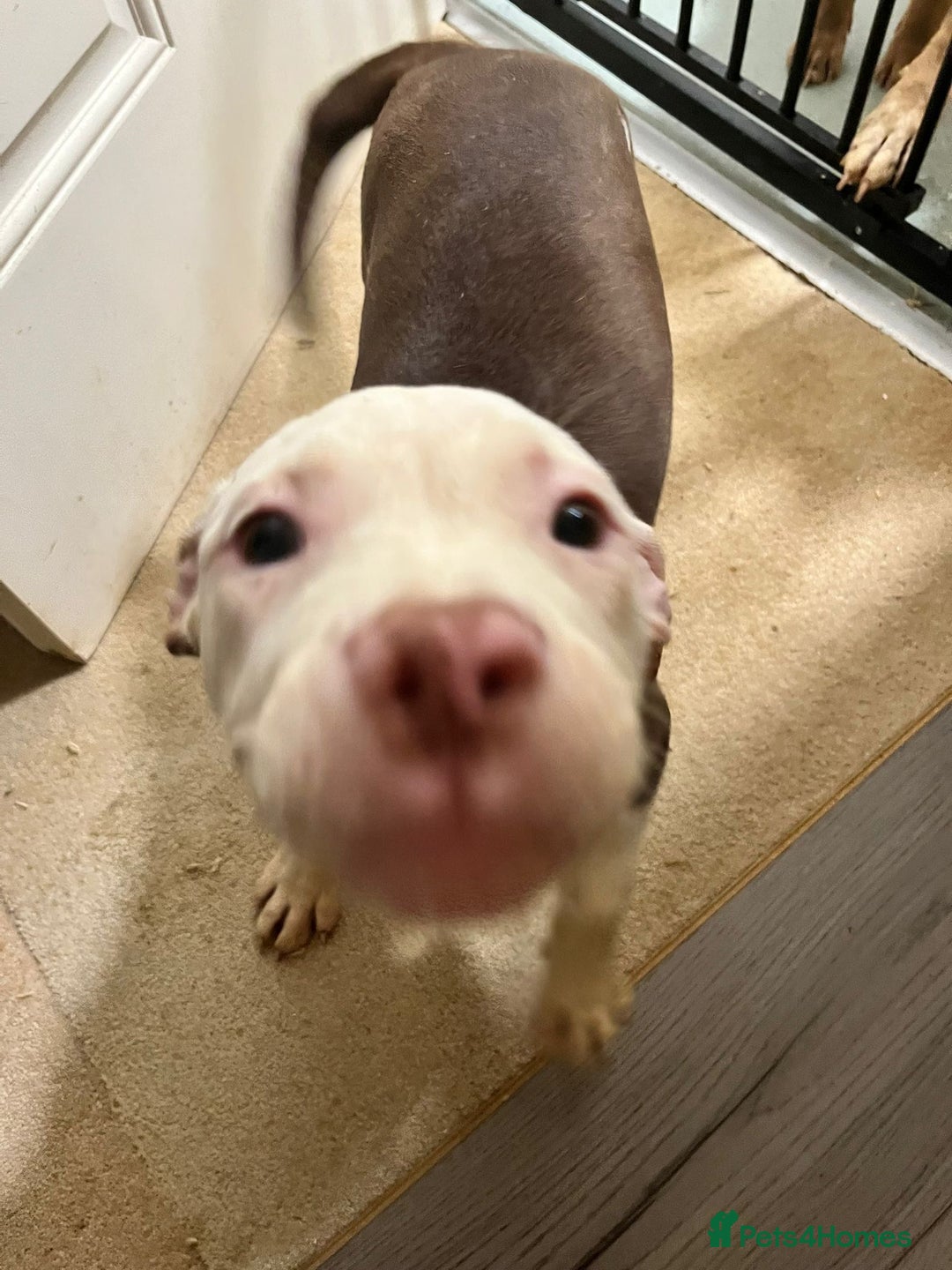 Mixed Breed dogs for sale: Mixed breed pups  - Advert 12