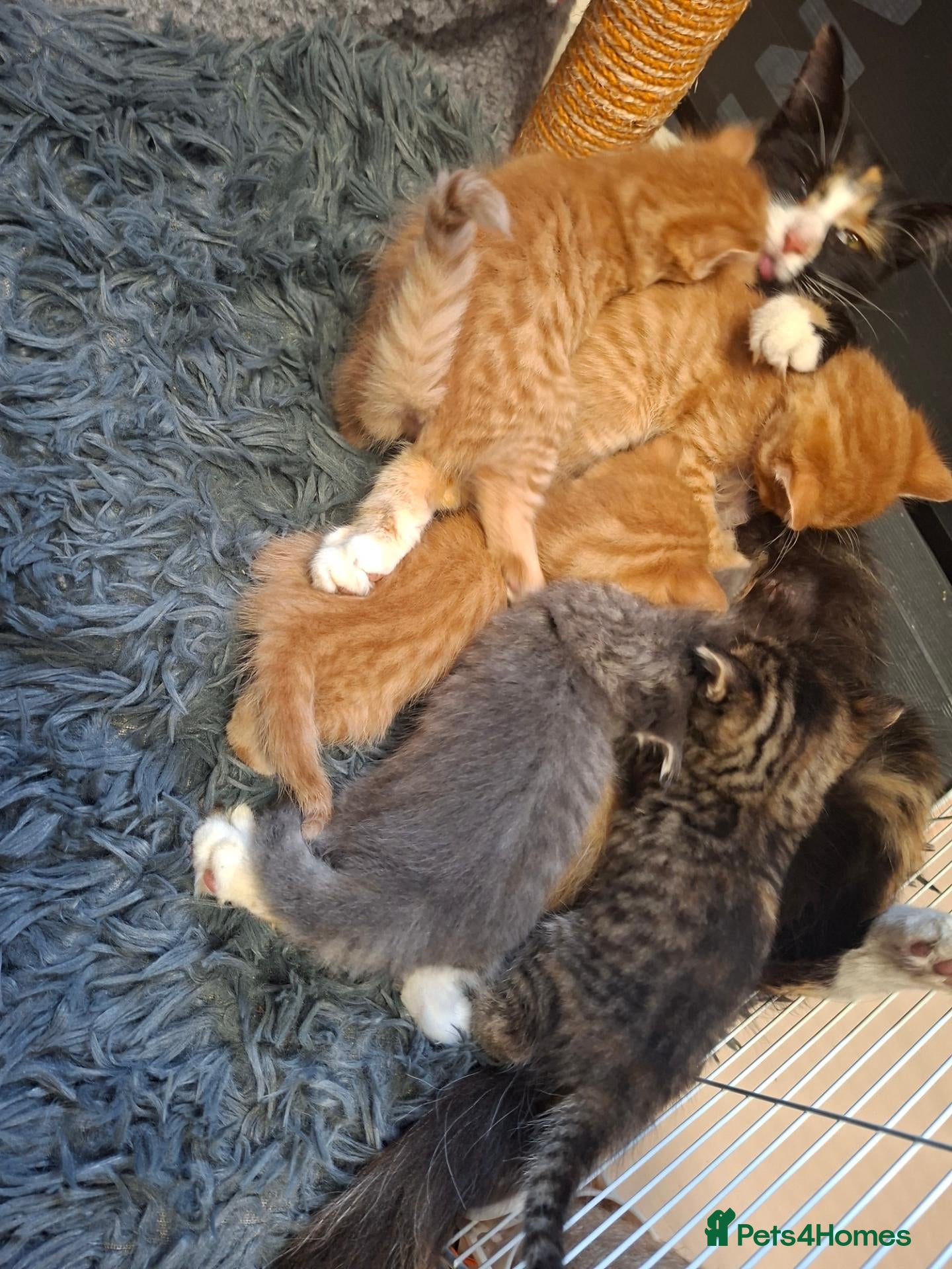 Mixed Breed cats READY NOW FLUFFY GINGER MALE KITTEN - Advert 1