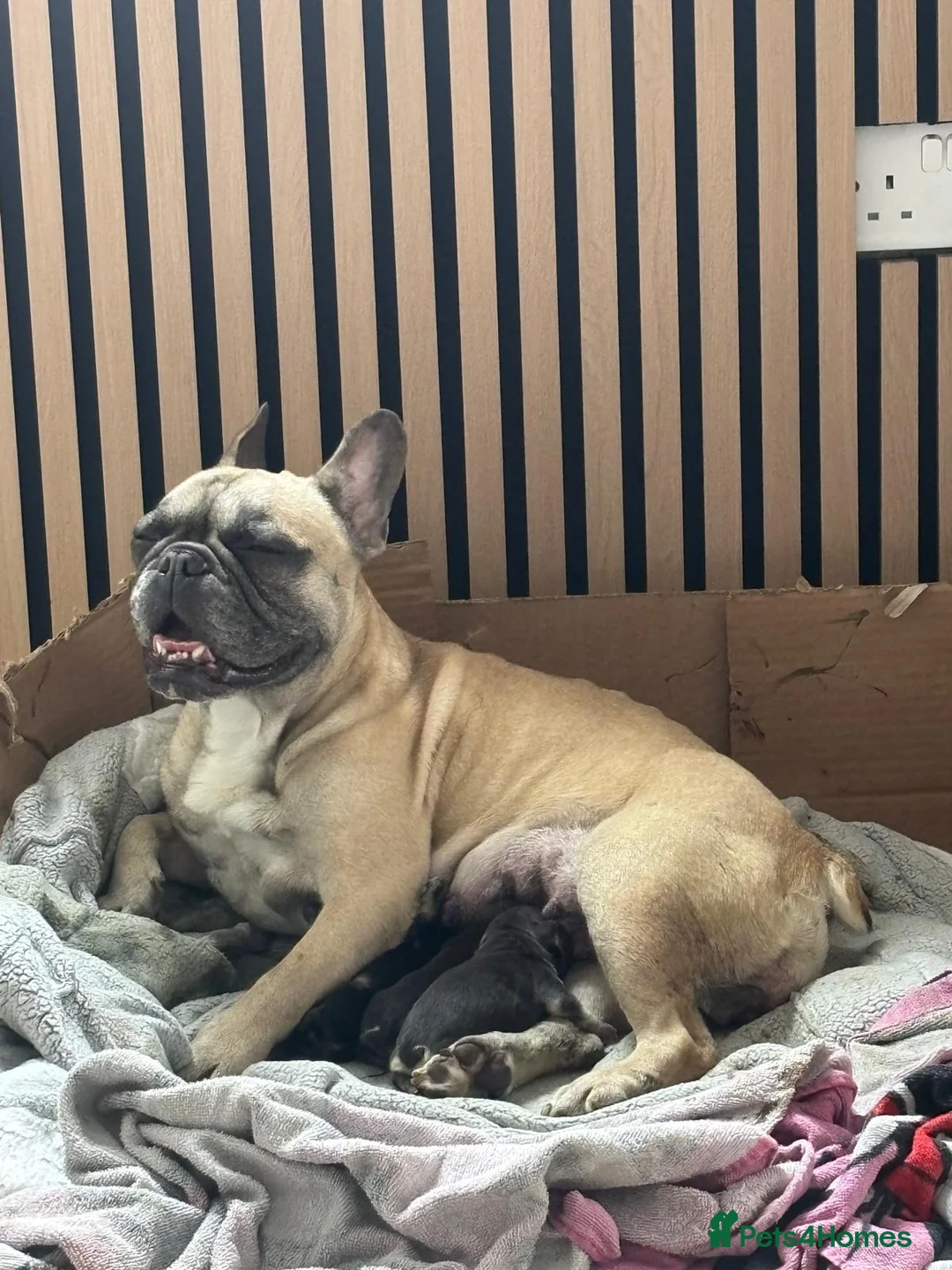 French Bulldog dogs for sale: French bulldog pups in Skelmersdale - Advert 2