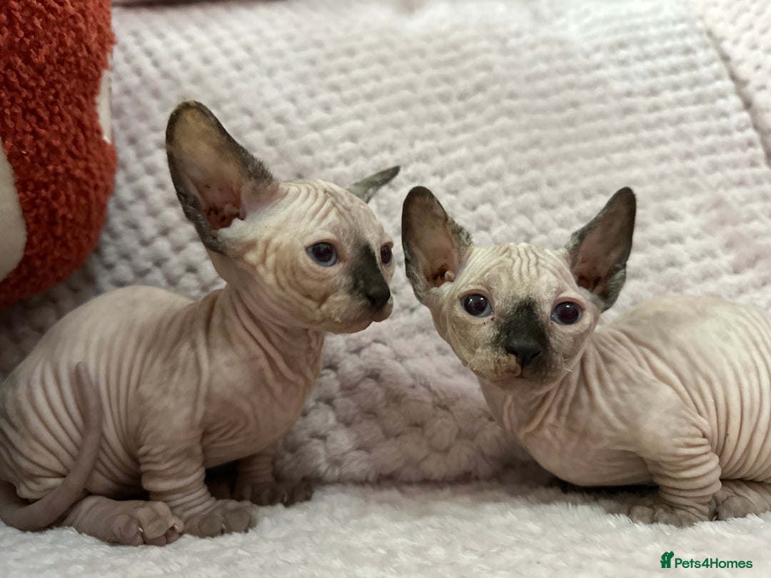 Sphynx cats for sale: Bambino kittens Ready now! - Advert 12