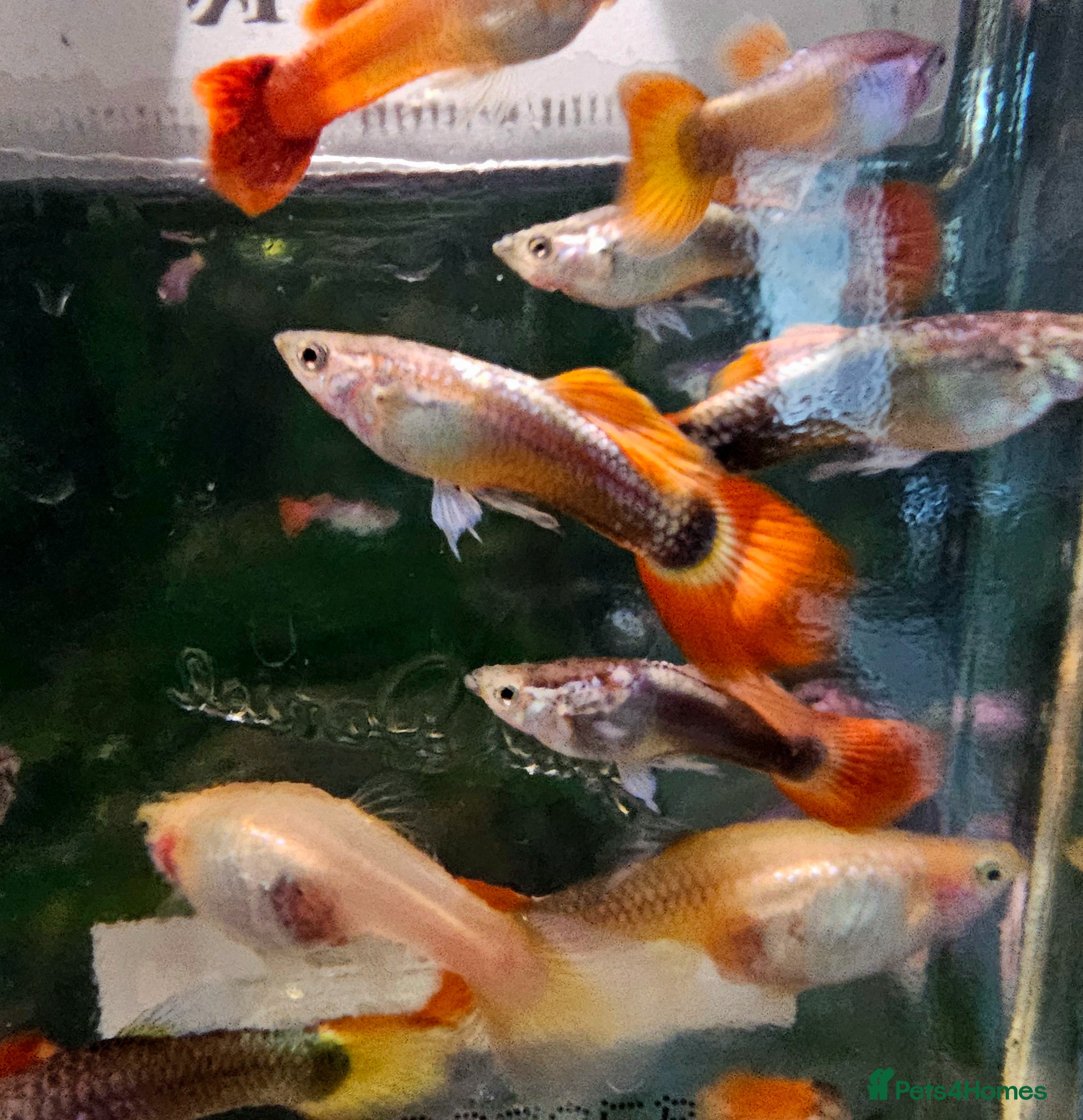Cichlids fish Mixed Guppies  - Advert 23