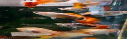 Cichlids fish for sale: Mixed Guppies  - Advert 1