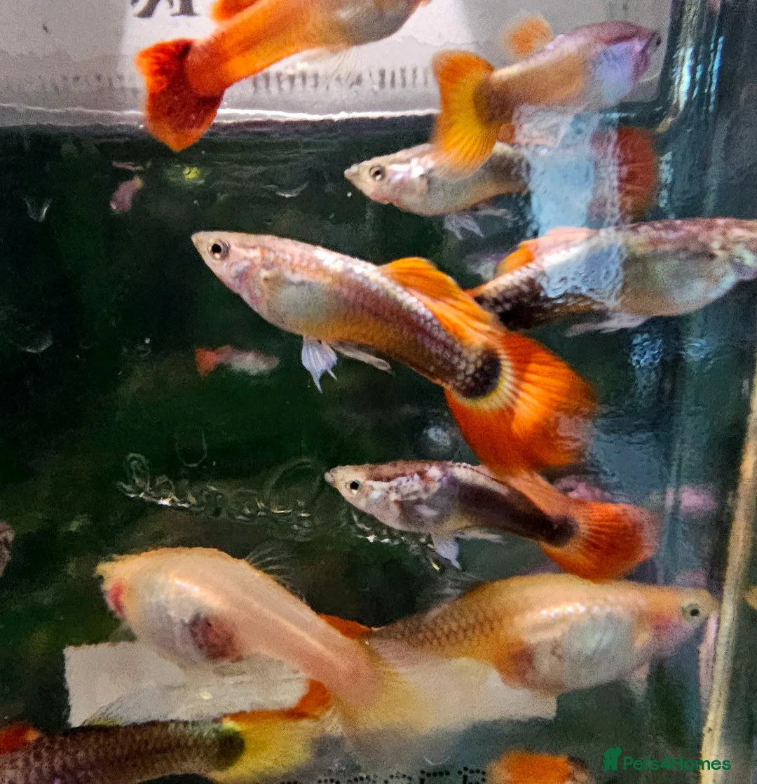 Cichlids fish for sale: Mixed Guppies  - Advert 1