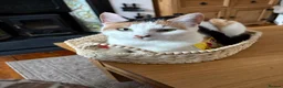 Mixed Breed cats for sale: Adorable kittens need loving homes! - Advert 1