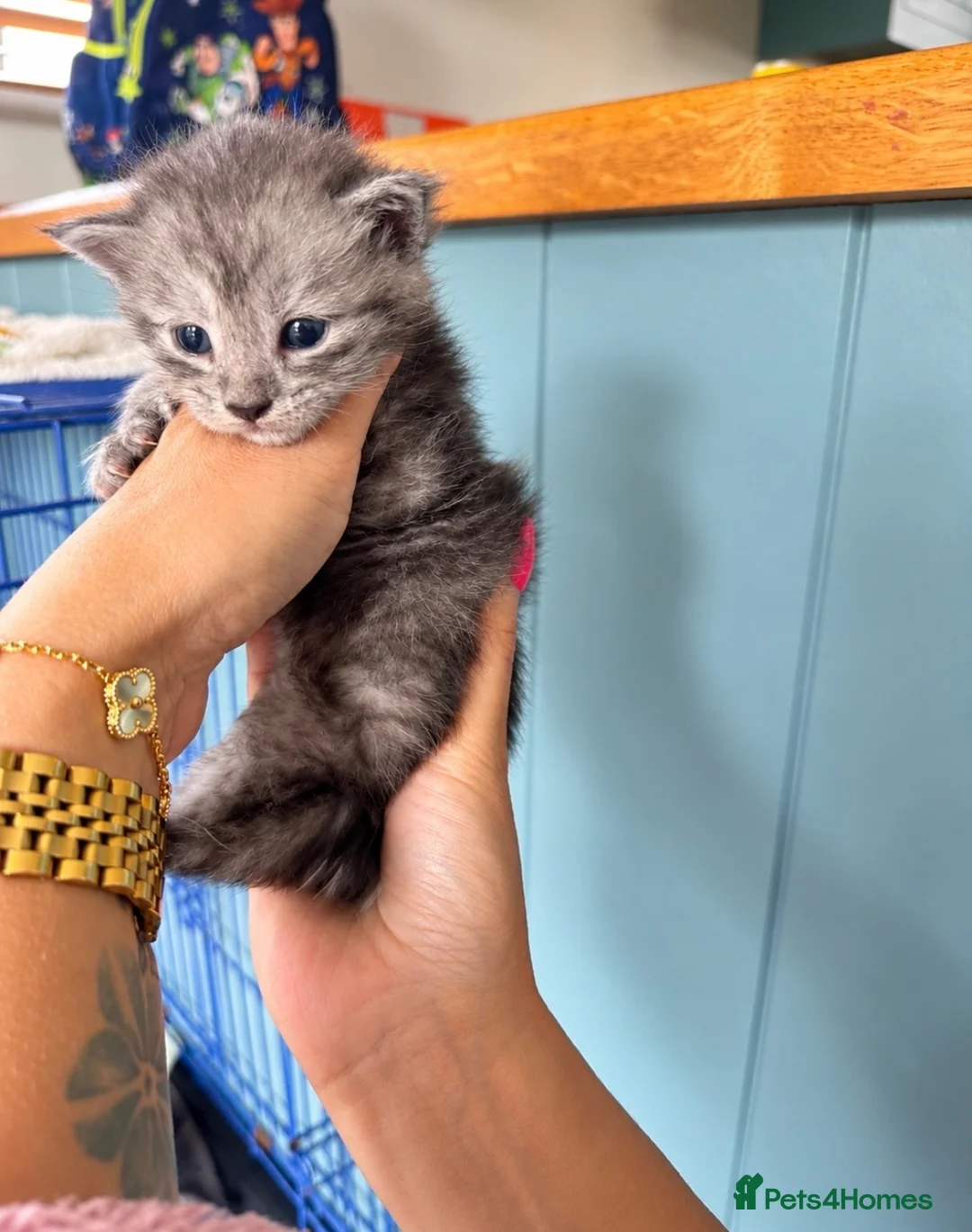 Maine Coon cats for sale: 🐾 Beautiful Maine Coon Kittens  in Boston - Advert 8