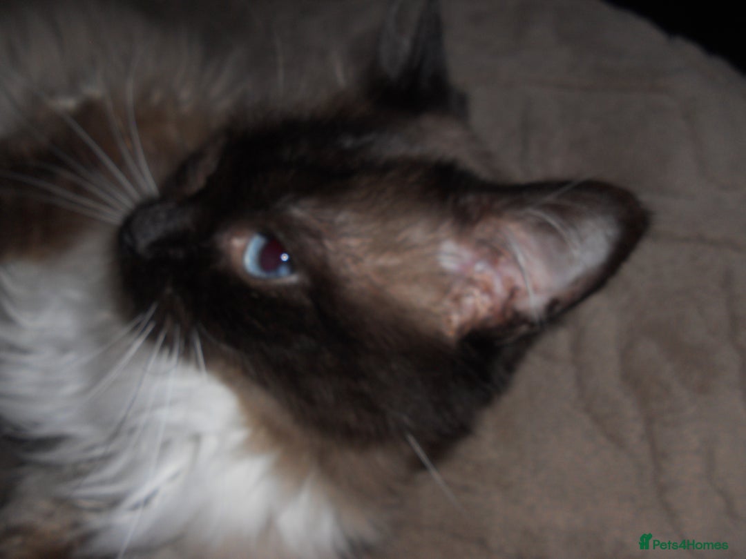 Ragdoll cats for sale: 😎 RAGDOLL KITTENS PUREBRED 100% STOKE 😍 - Image 18