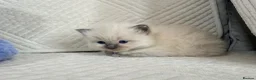 Ragdoll cats for sale: Stunning Bluepoint Ragdoll Kittens for sale - Advert 12