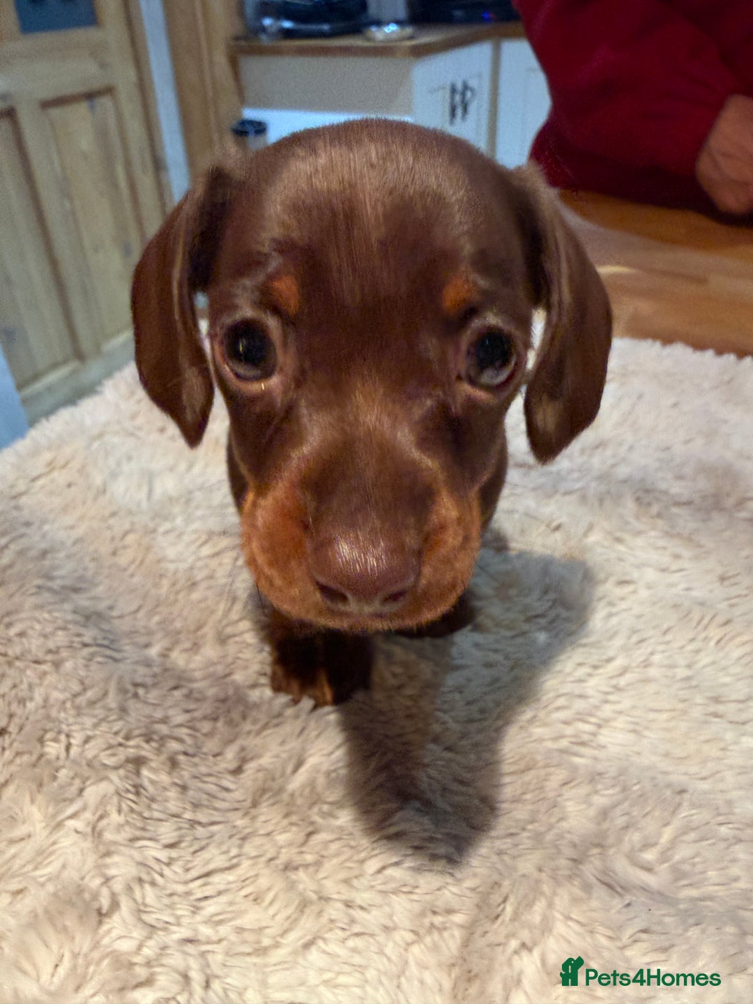 Miniature Dachshund dogs for sale: Miniature Dachshund puppies for sale - Advert 23