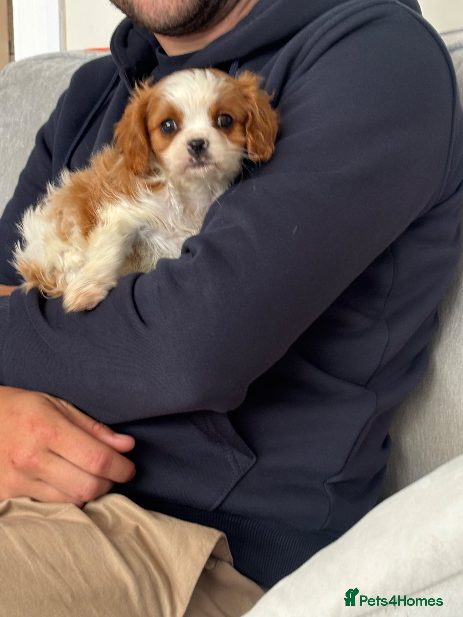 Cavalier King Charles Spaniel dogs Cavalier  1  boy Blenheim  - Advert 1