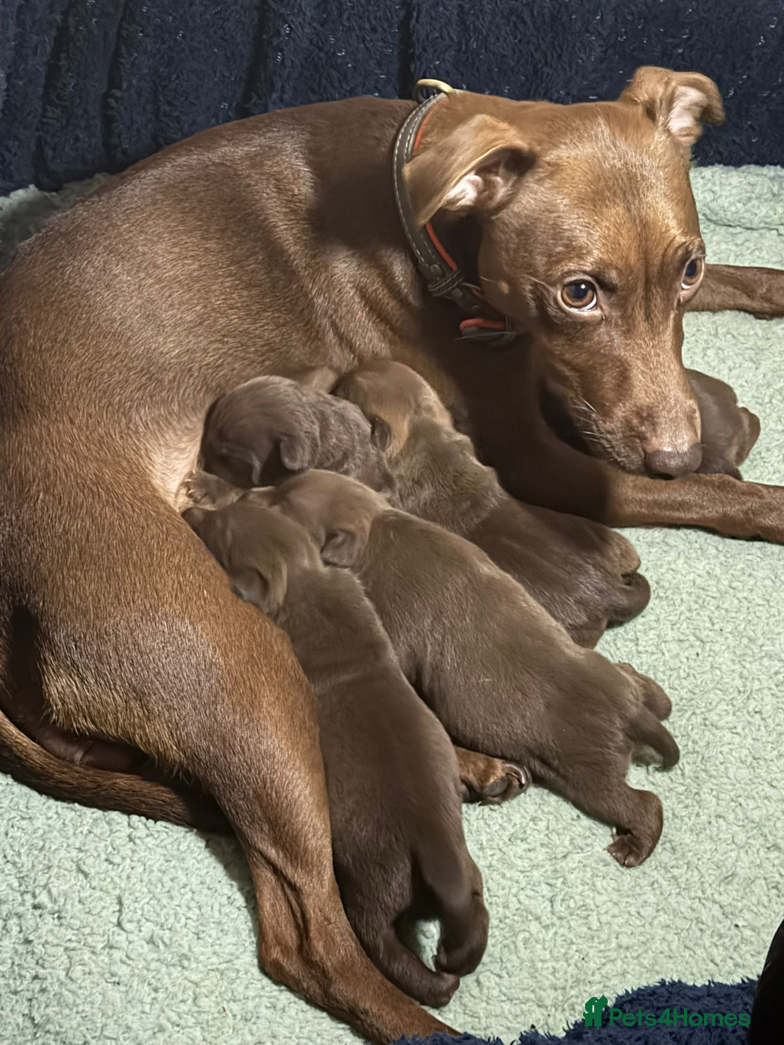 Patterdale Terrier dogs 5 patterdale puppies - Advert 1