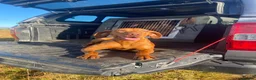 Hungarian Vizsla dogs for sale: Stunning litter of Hungarian Vizsla pups.  - Advert 3