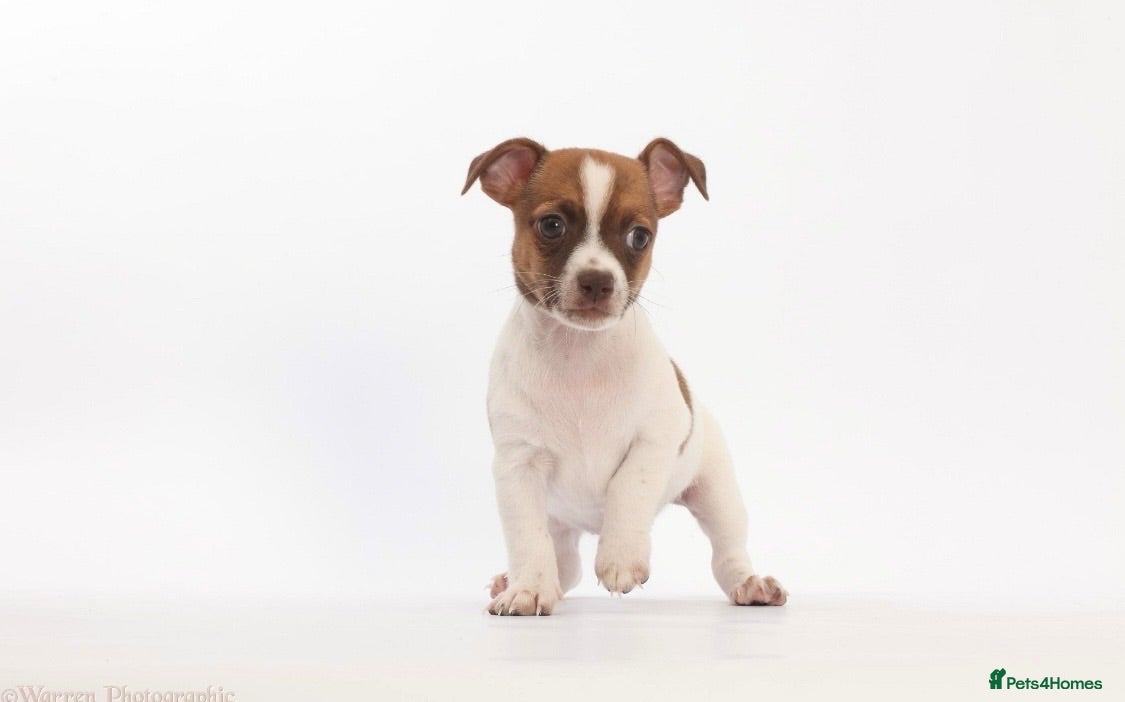 Jack Russell dogs Adorable mini Jack Russell babies  - Advert 2
