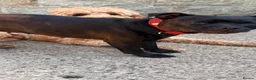 Staffordshire Bull Terrier dogs for sale: Beautiful Black Male Staffordshire Puppies av soon - Advert 14