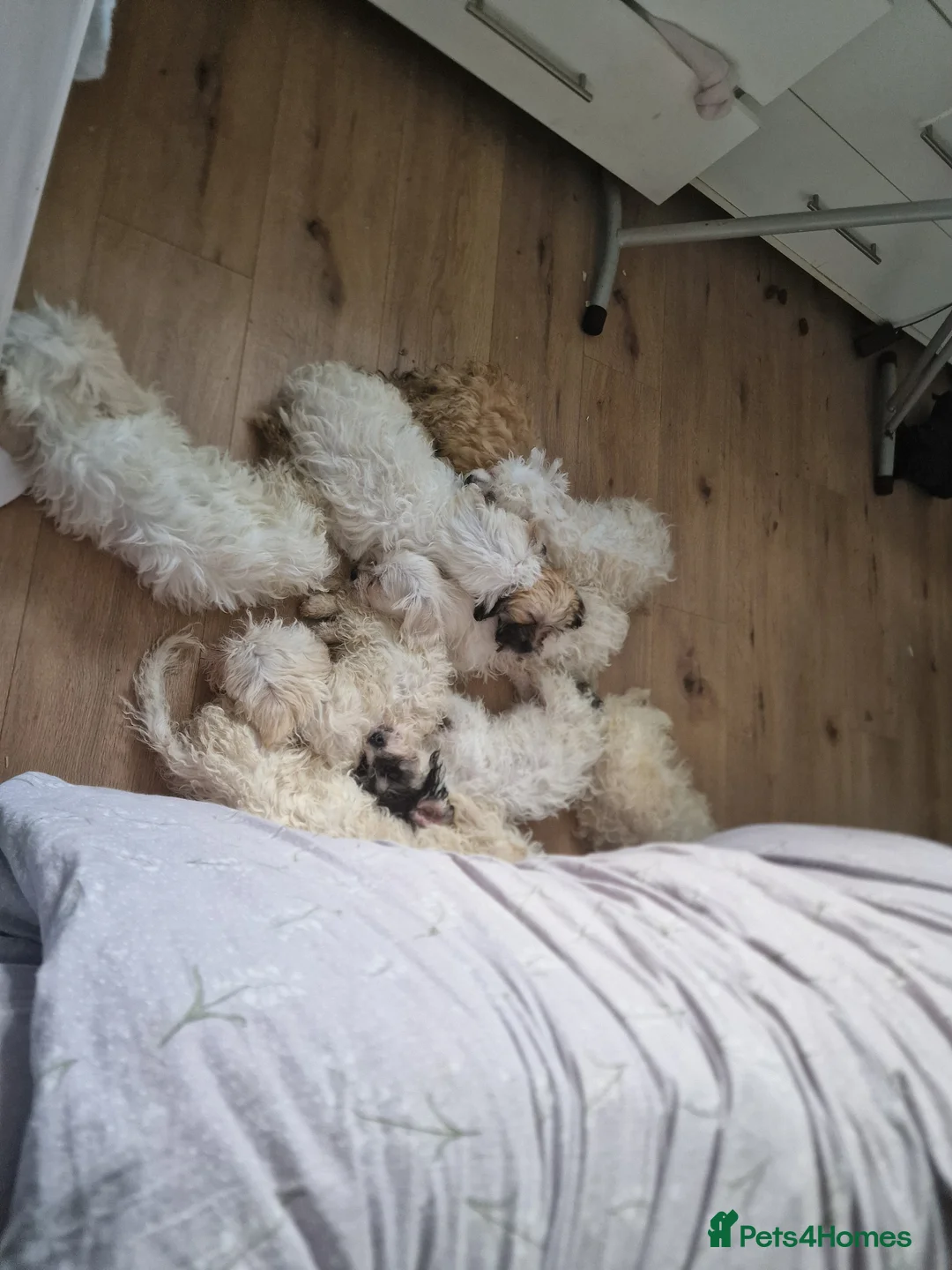 Mixed Breed dogs for sale: Bichon freise cross Bichon terrier  - Advert 12