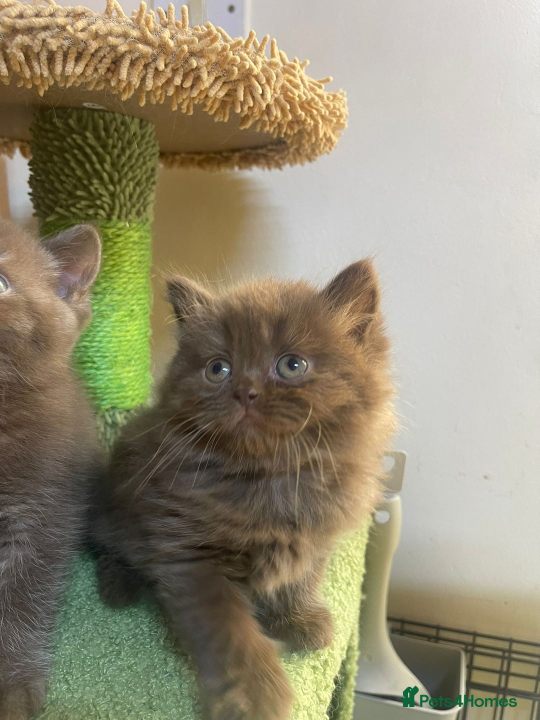 British Longhair cats for sale: Purebred Chocolate British longhair  kittens  - Image 4
